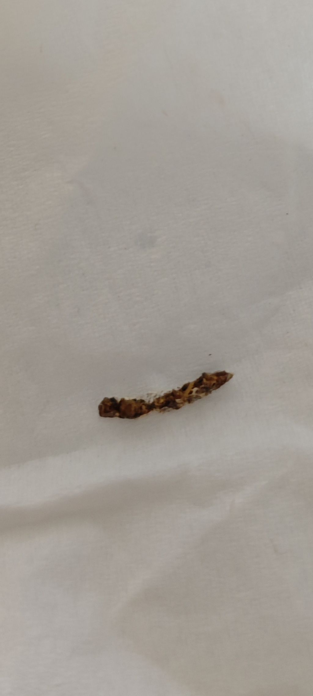 LARVA O FECI? TROVATO SUL LETTO, SECCO, CON PICCOLO ALONE INTORNO