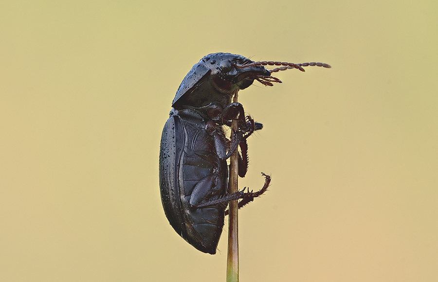 Carabidae:   Acinopus picipes