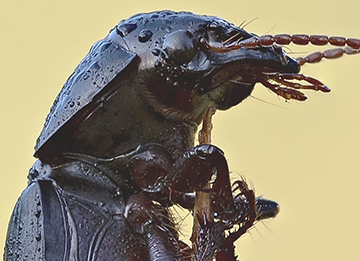 Carabidae:   Acinopus picipes