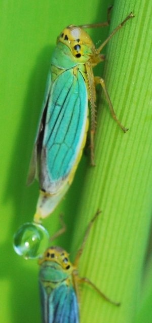 Domandona per entomologi