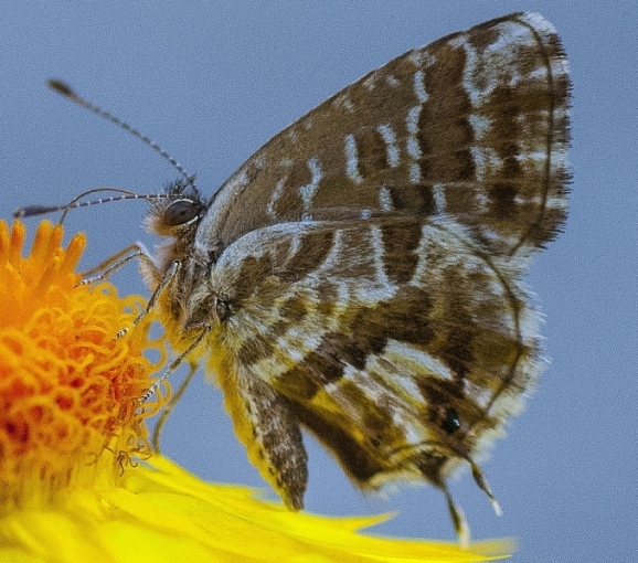 farfallina da identificare