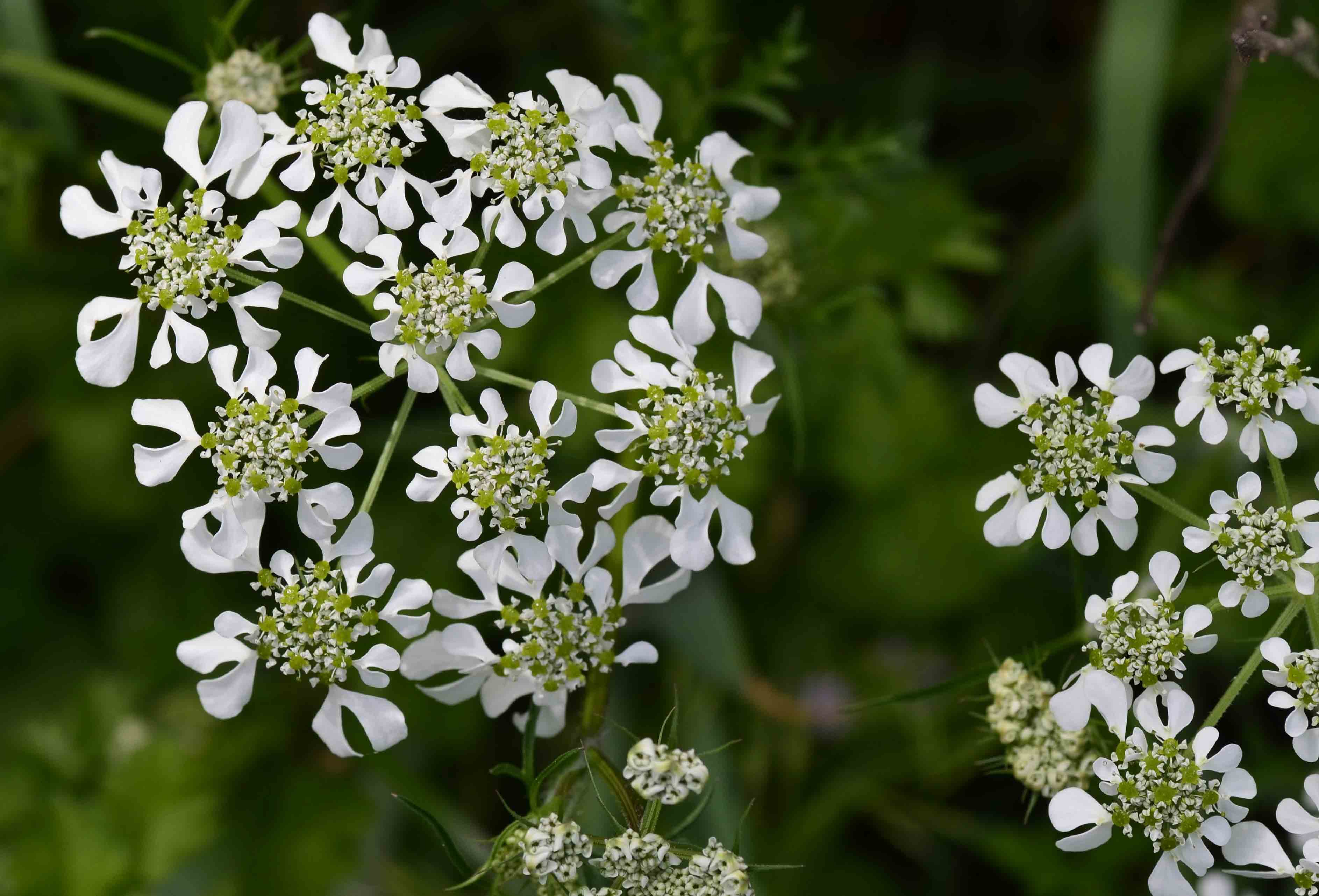 Tordylium apulum (Apiaceae)