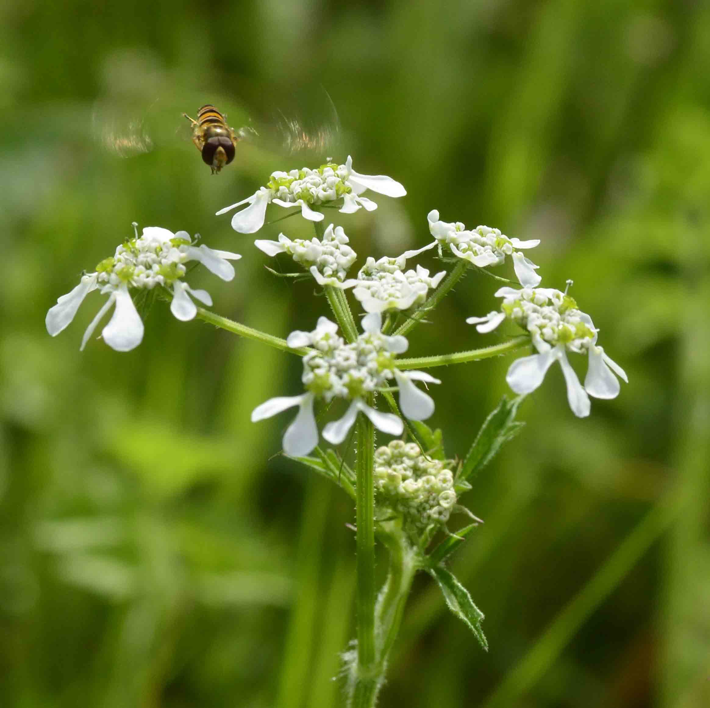 Tordylium apulum (Apiaceae)