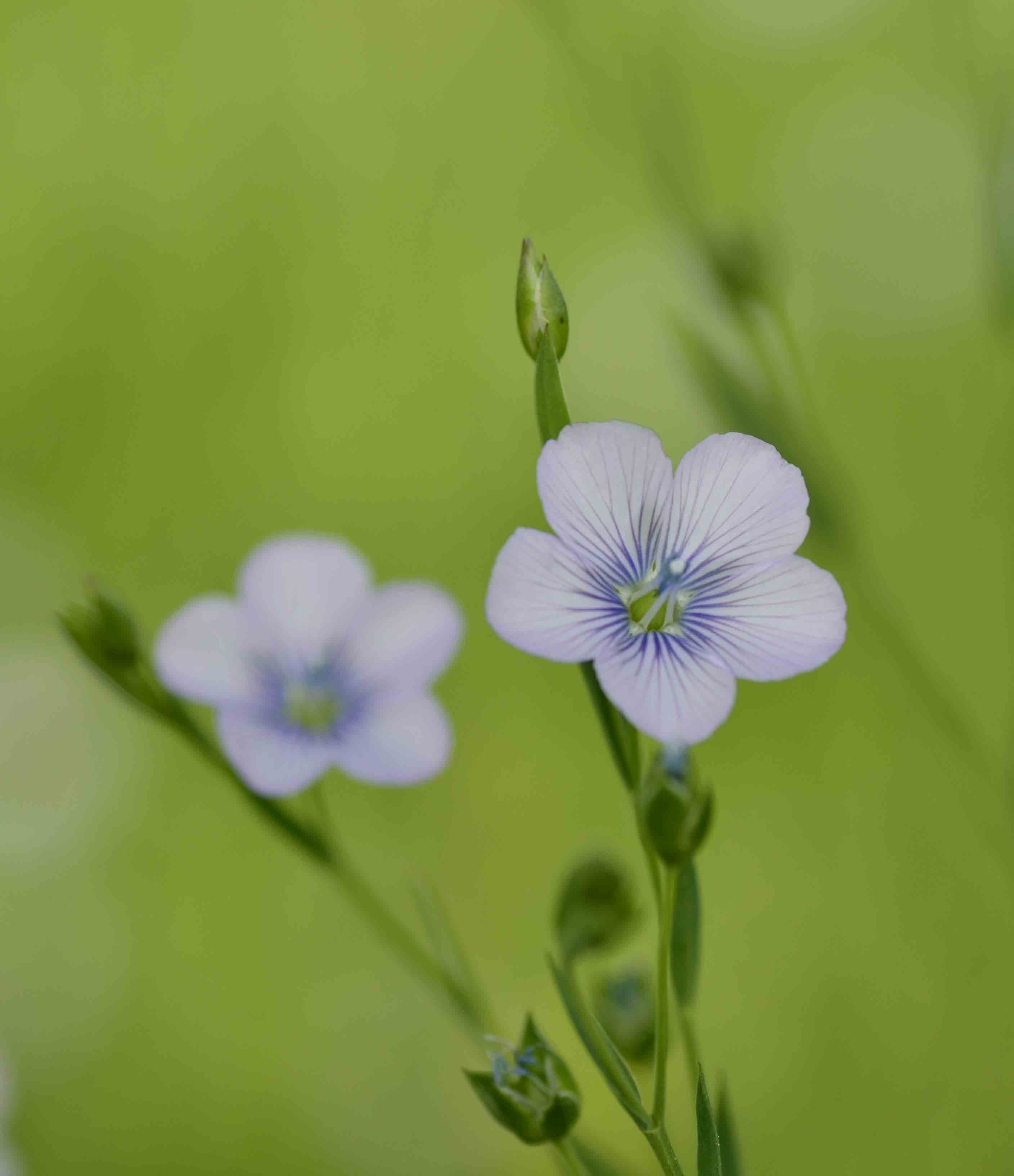 Linum usitatissimum subsp. angustifolium (=L. bienne) / Lino selvatico