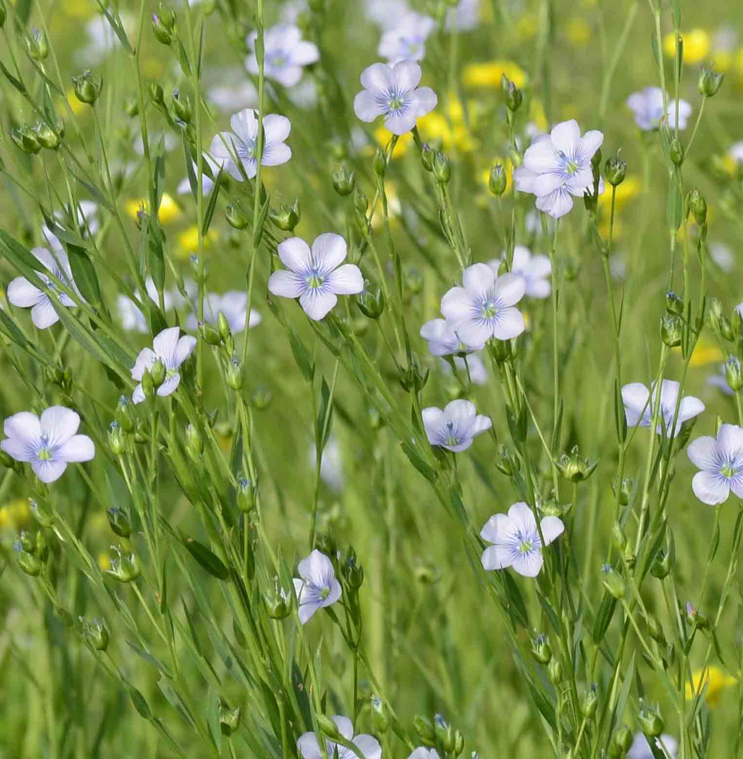 Linum usitatissimum subsp. angustifolium (=L. bienne) / Lino selvatico