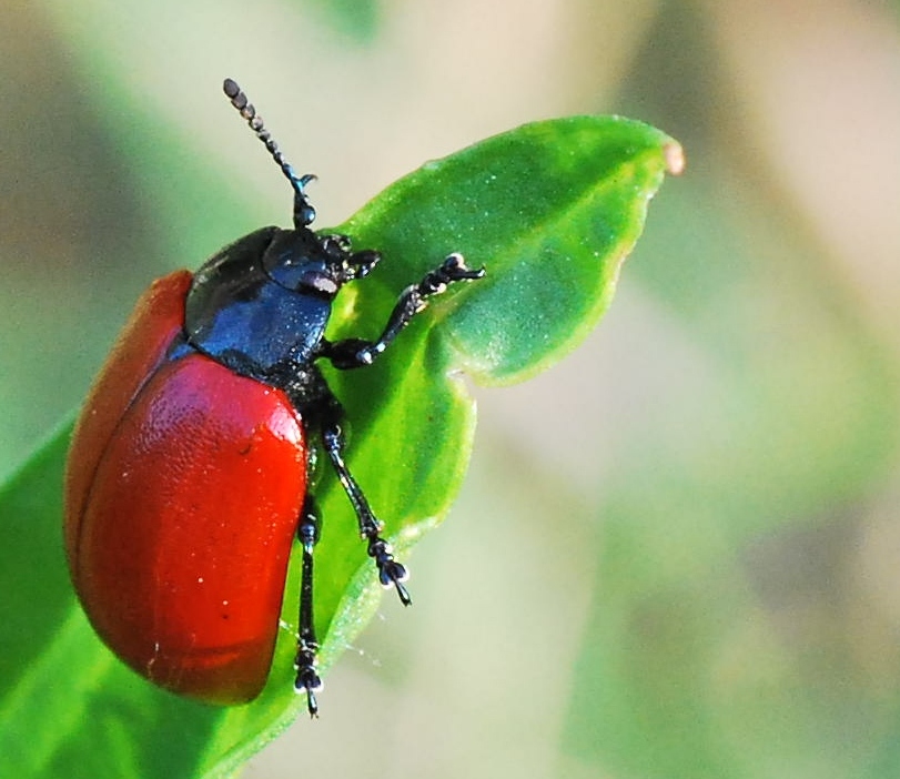 Chrysomela sp.?