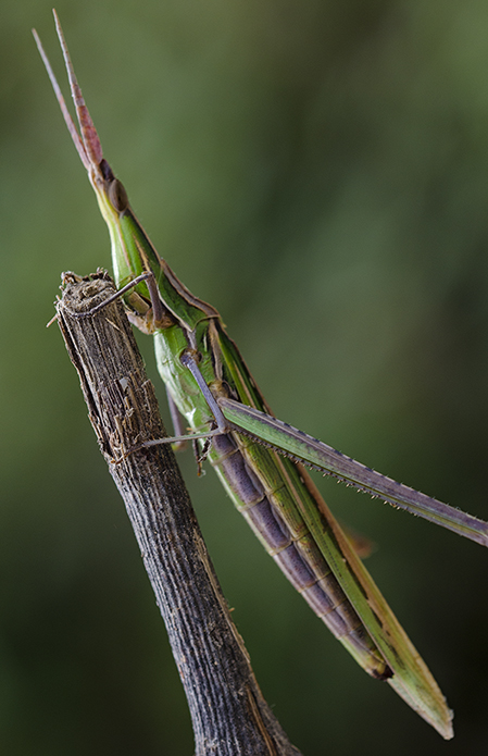 Acrida ungarica mediterranea
