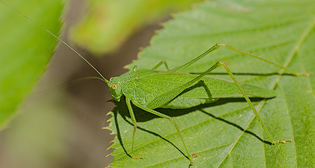 Ortotterodel  Mugello:  Phaneroptera nana