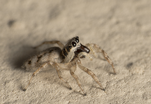 Salticus mutabilis, femmina - Prato