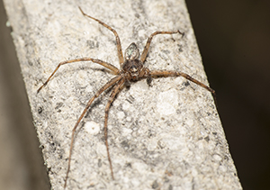 Steatoda grossa e Philodromus sp., maschio  - Prato