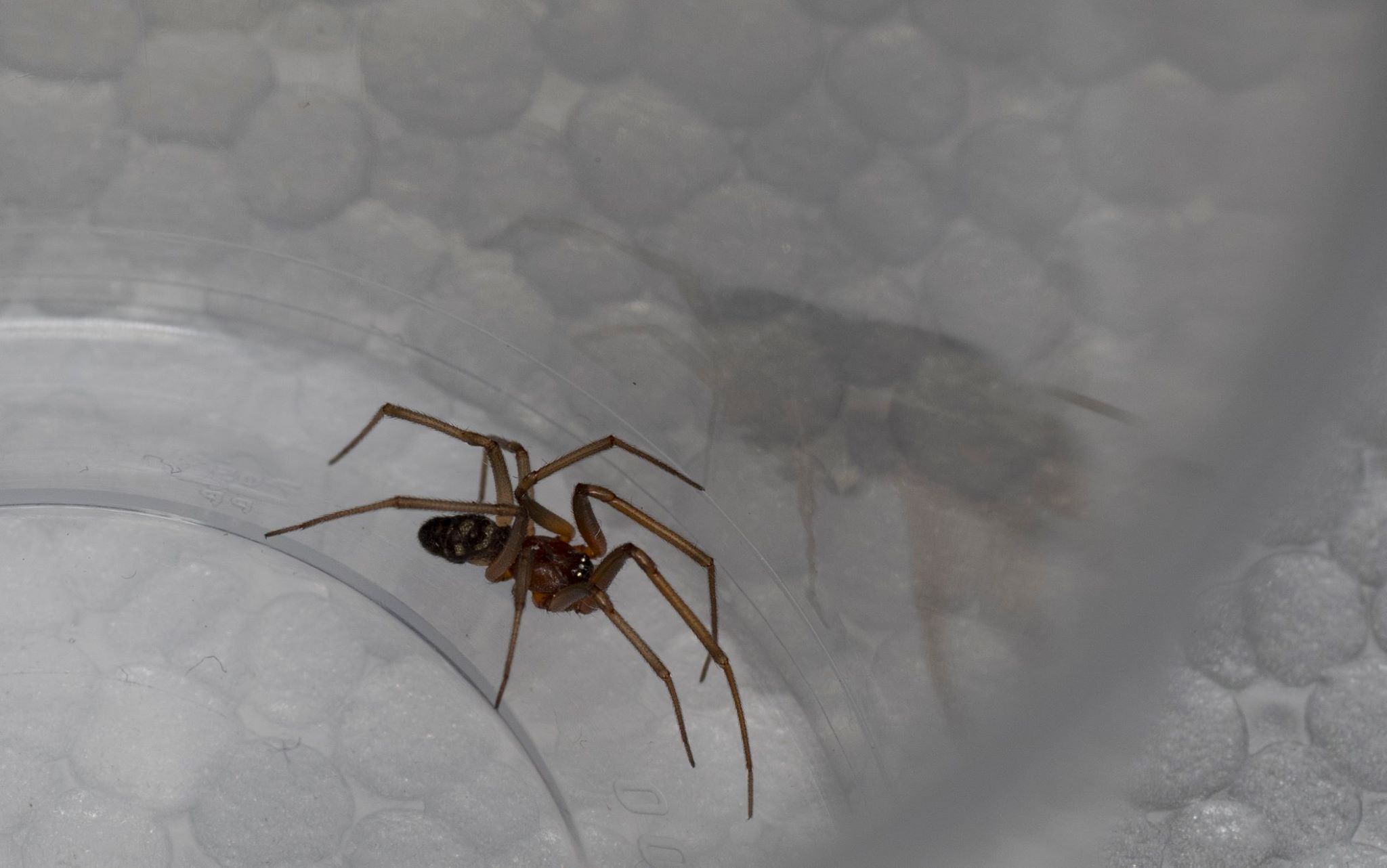 Steatoda grossa e Philodromus sp., maschio  - Prato