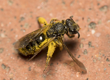 Apidae Halictinae: Lasioglossum sp., femmina.