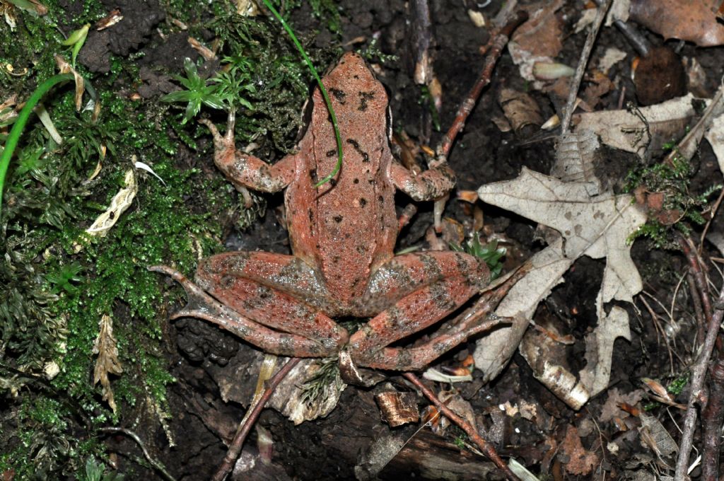 Rane rosse: Rana dalmatina o Rana italica ?