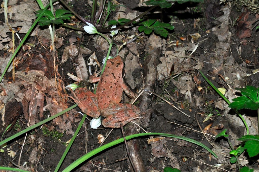 Rane rosse: Rana dalmatina o Rana italica ?