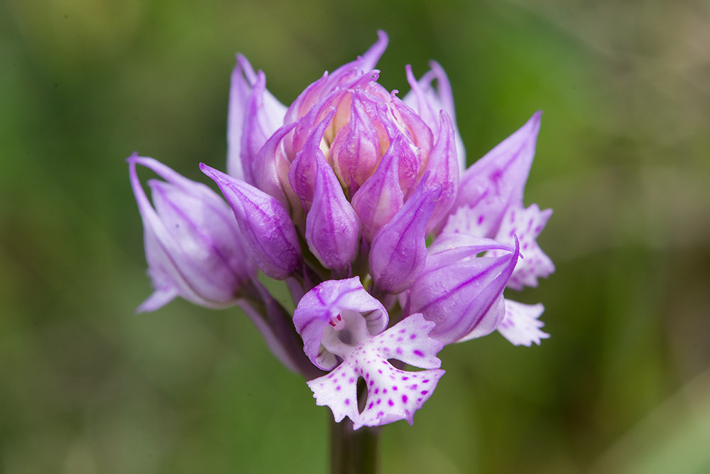 Neotinea tridentata