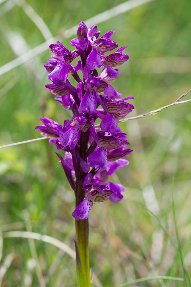 Anacamptis da identificare