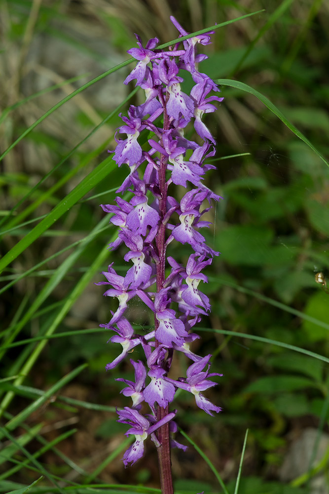 Anacamptis da identificare