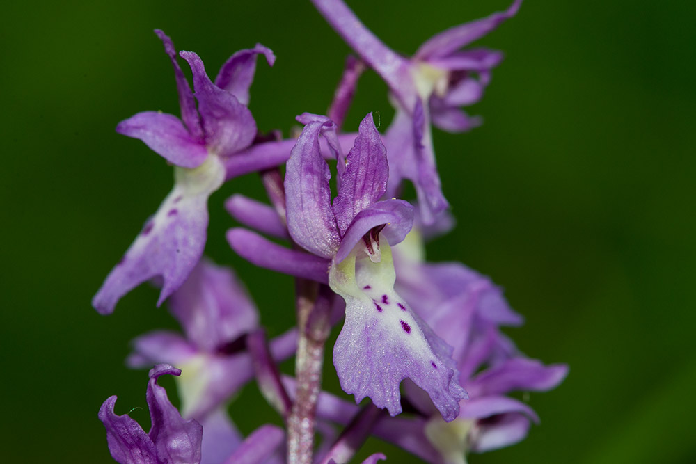 Anacamptis da identificare