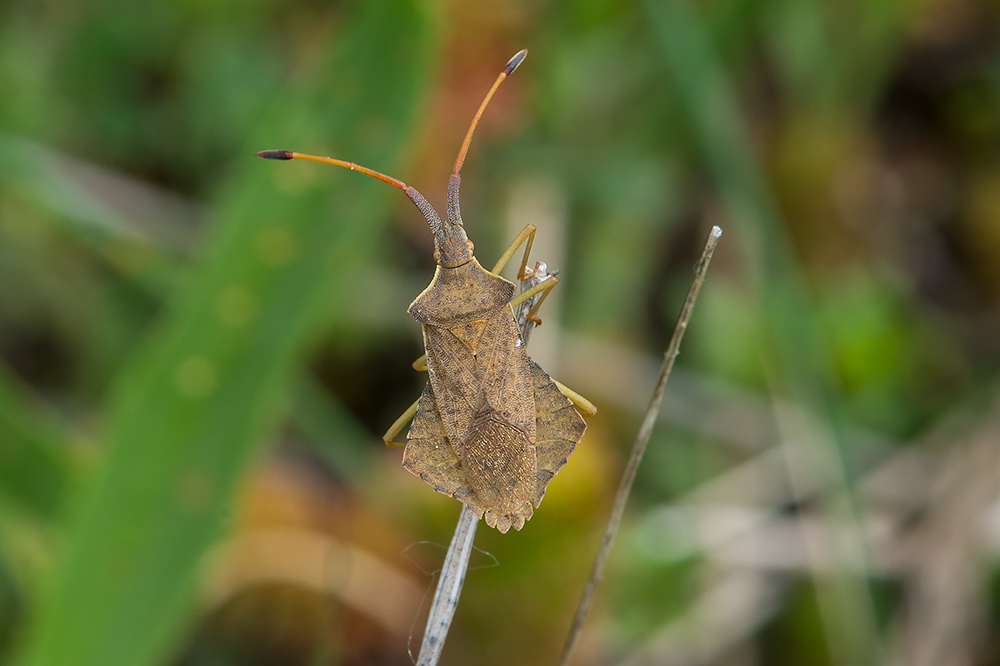 Coreidae : Syromastus rhombeus