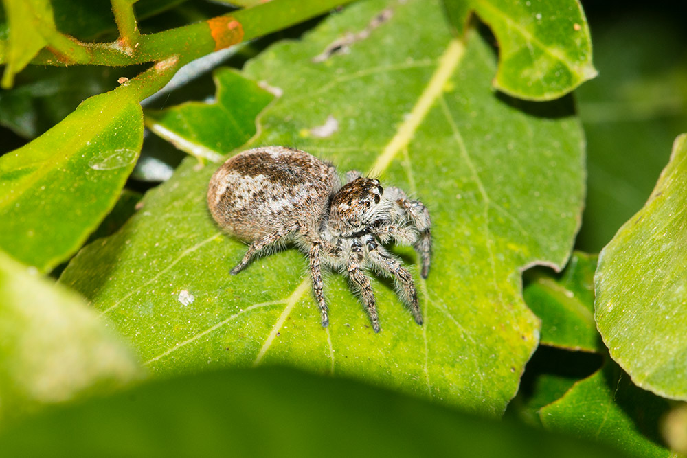 Femmina di Philaeus chrysops - Orbetello (GR)