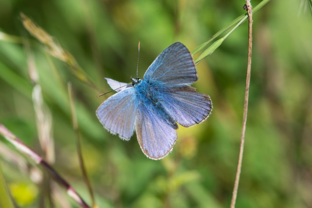 Lycaenidae da identificare
