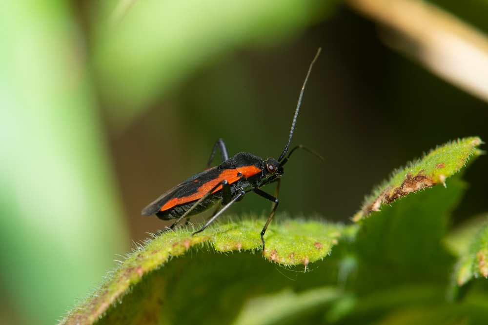 Miridae: Calocoris nemoralis