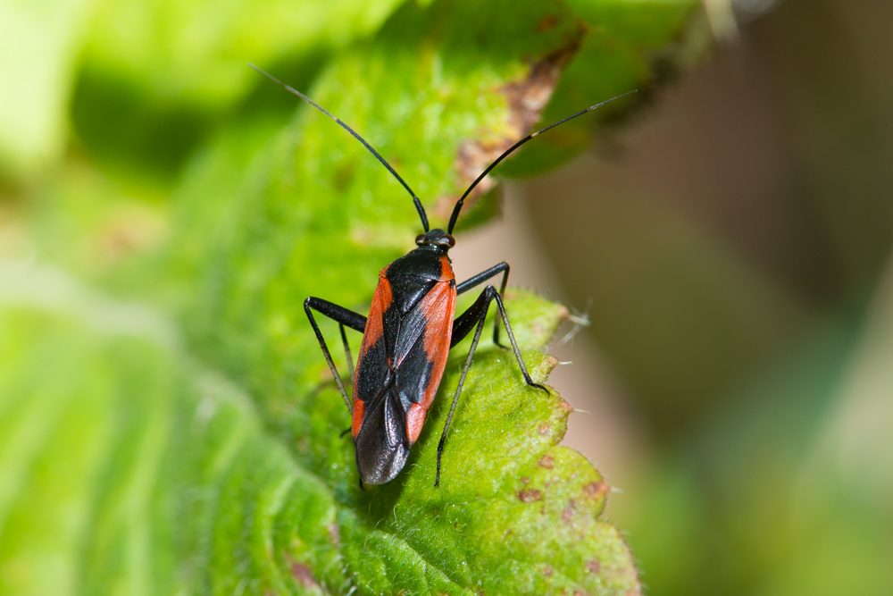 Miridae: Calocoris nemoralis