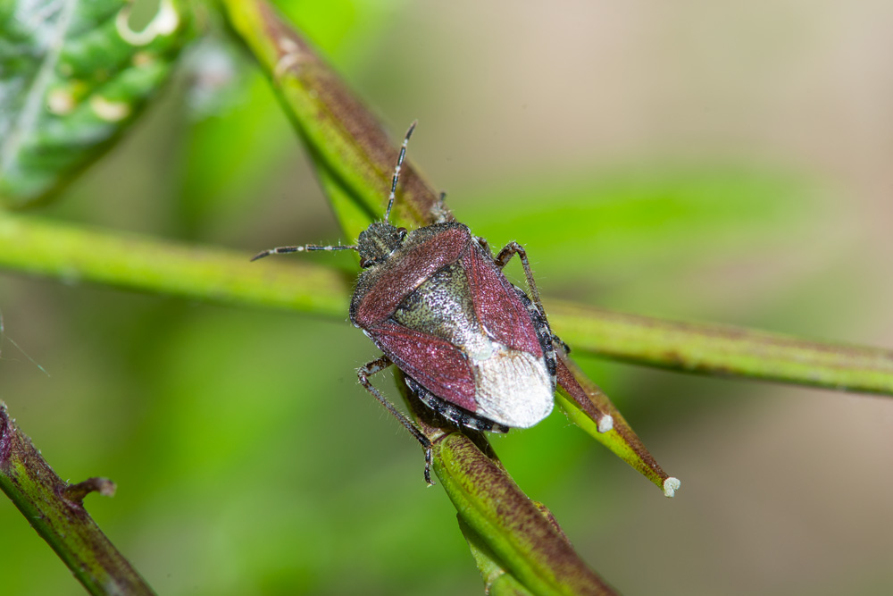 Pentatomidae: Dolycoris baccarum e Carpocoris cfr. purpureipennis