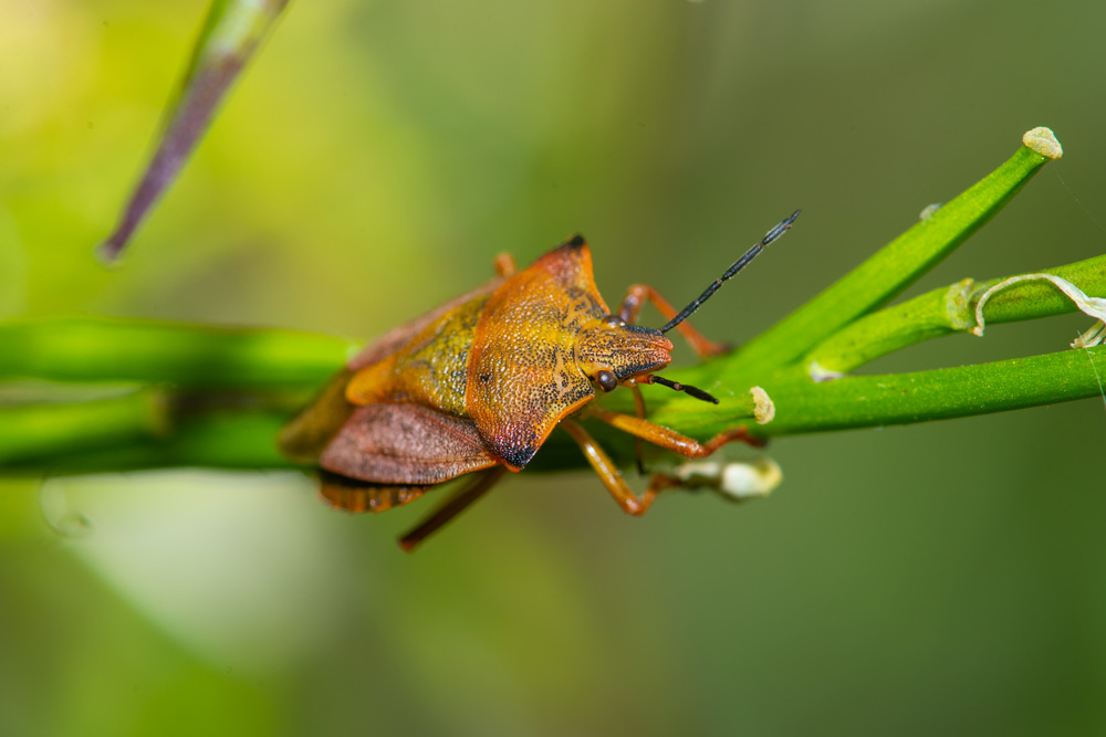 Pentatomidae: Dolycoris baccarum e Carpocoris cfr. purpureipennis