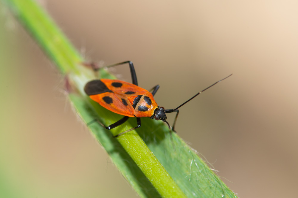 Miridae: Calocoris nemoralis