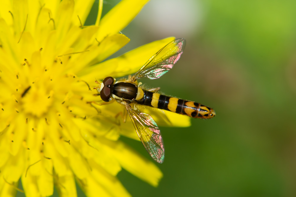 Syrphidae: Sphaerophoria scripta, maschio