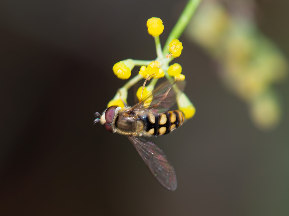 Aiuto identificazione