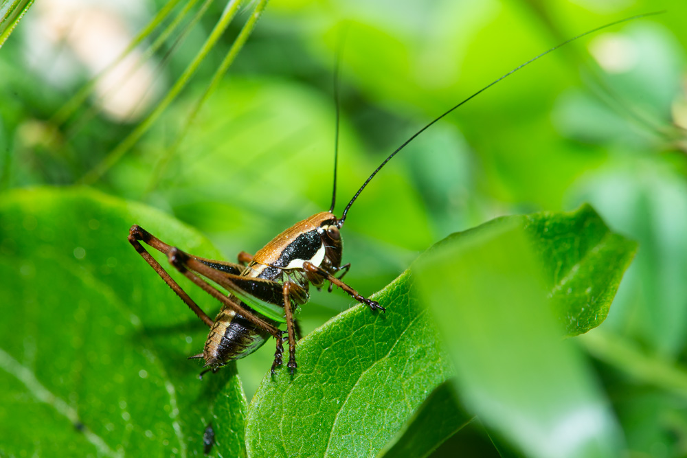 Aiuto identificazione:  Neanide di Tettigoniidae