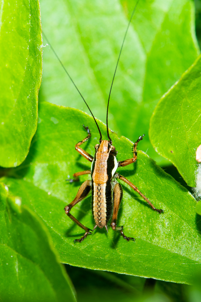 Aiuto identificazione:  Neanide di Tettigoniidae