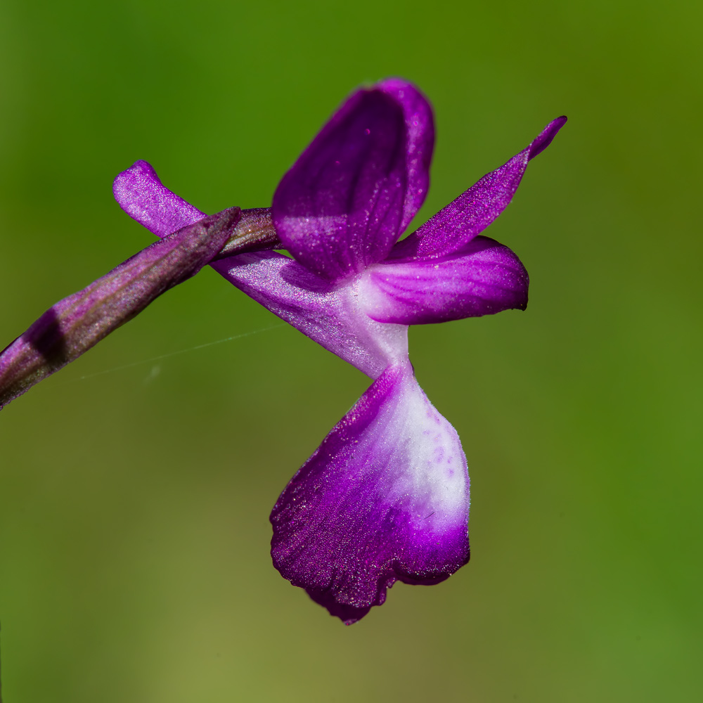 Anacamptis laxiflora?