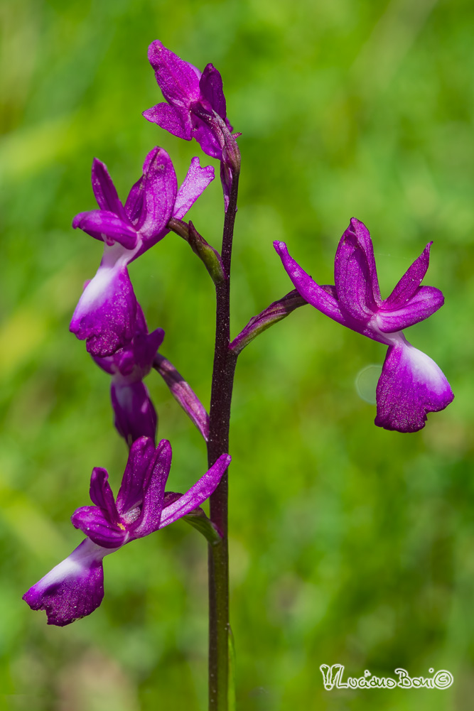 Anacamptis laxiflora?