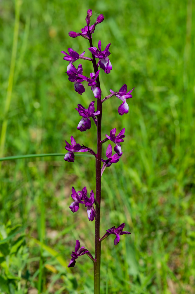 Anacamptis laxiflora?