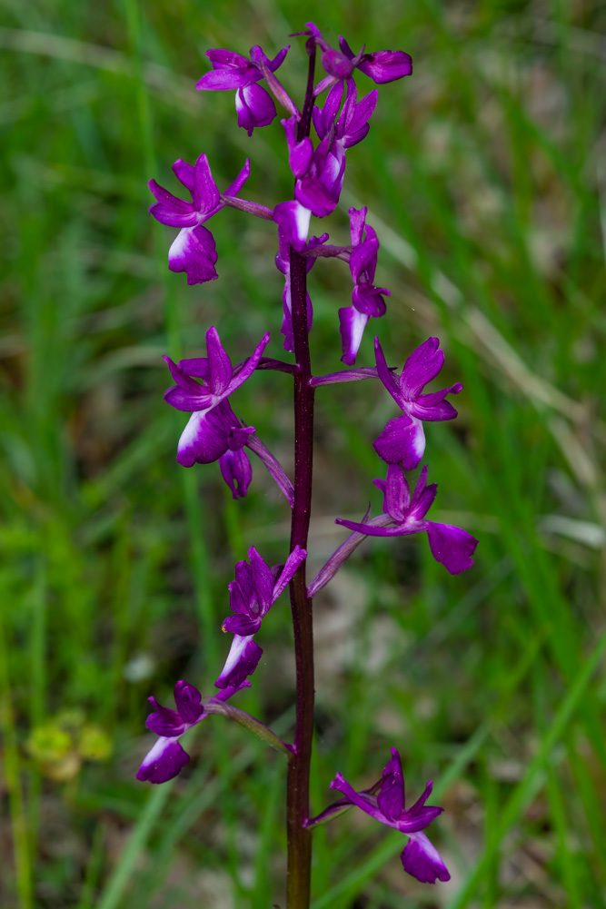 Anacamptis laxiflora?