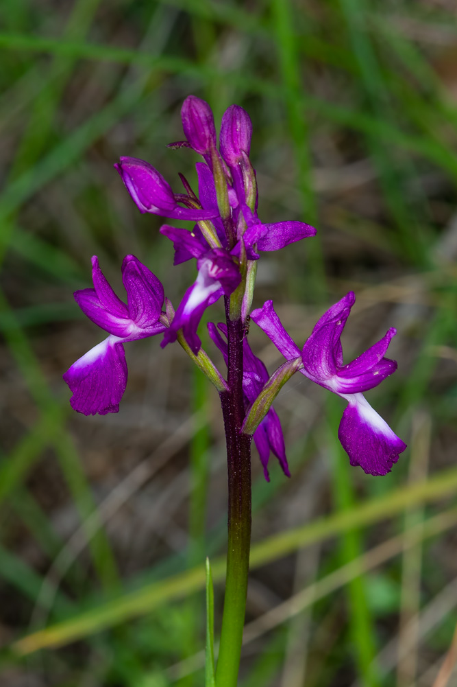 Anacamptis laxiflora?