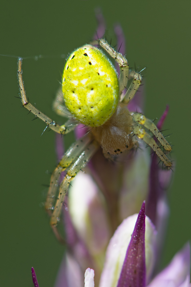 Araniella opisthographa - Scansano (GR)