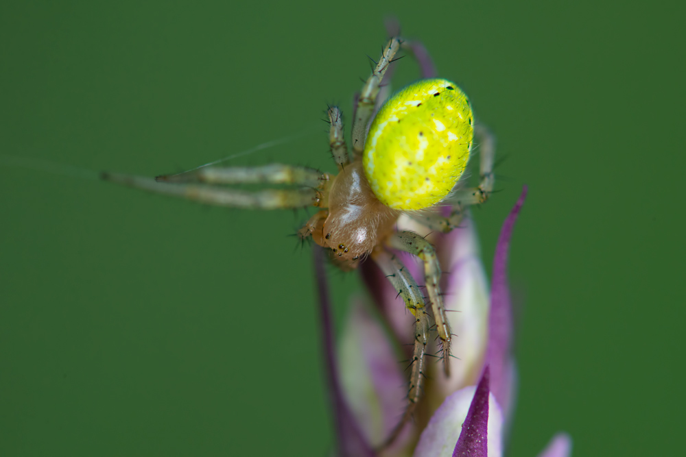 Araniella opisthographa - Scansano (GR)