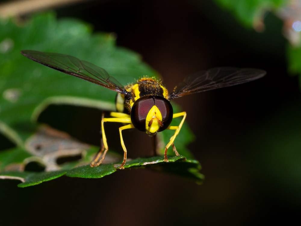 Syrphidae?  S, Xanthogramma pedissequum, maschio