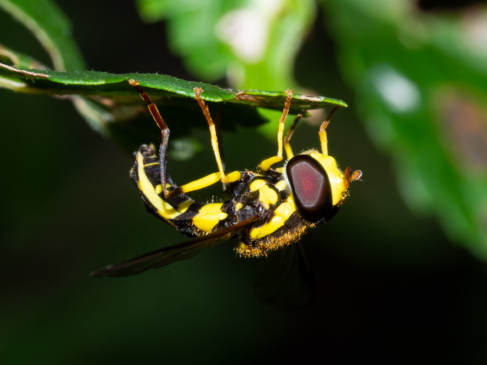 Syrphidae?  S, Xanthogramma pedissequum, maschio