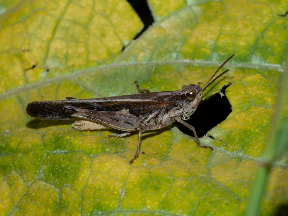 Aiolopus thalassinus, maschio