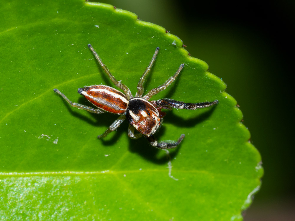 Icius hamatus ( e cfr. Carrhotus xanthogramma) - Scansano (GR)