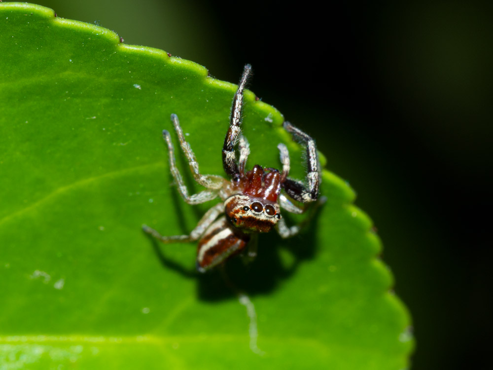 Icius hamatus ( e cfr. Carrhotus xanthogramma) - Scansano (GR)