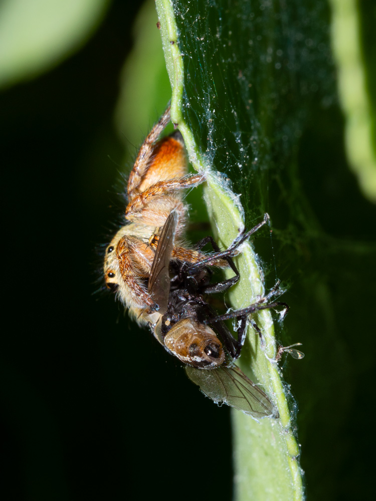 Icius hamatus ( e cfr. Carrhotus xanthogramma) - Scansano (GR)