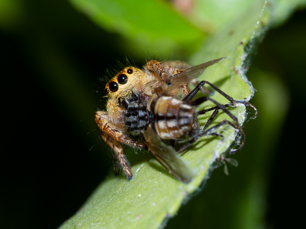 Icius hamatus ( e cfr. Carrhotus xanthogramma) - Scansano (GR)