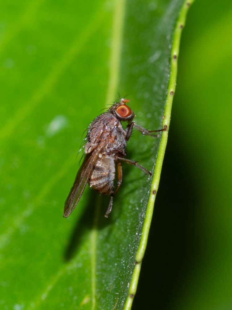 Aiuto identificazione:  Lauxanidae: cfr. Minettia sp.