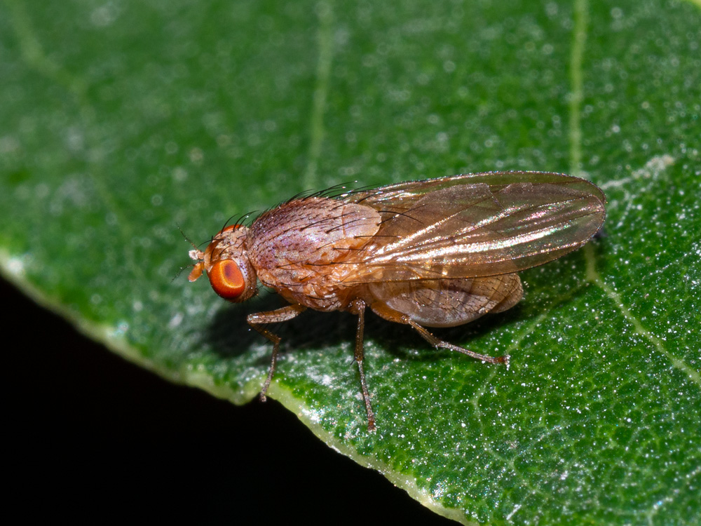 Aiuto identificazione:  Lauxanidae: cfr. Minettia sp.